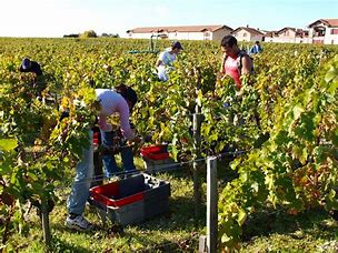 Chateau Pontet Canet 2019 シャトー ポンテ カネ 2019 | Mali's Wine