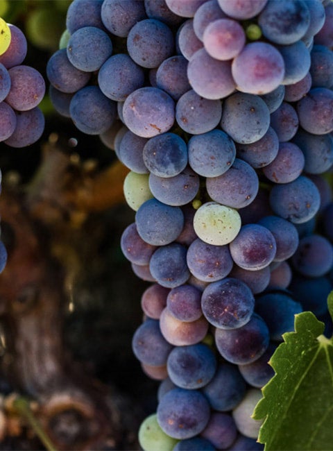 Silver Oak Cabernet Sauvignon Napa Valley 2017 シルバー オーク