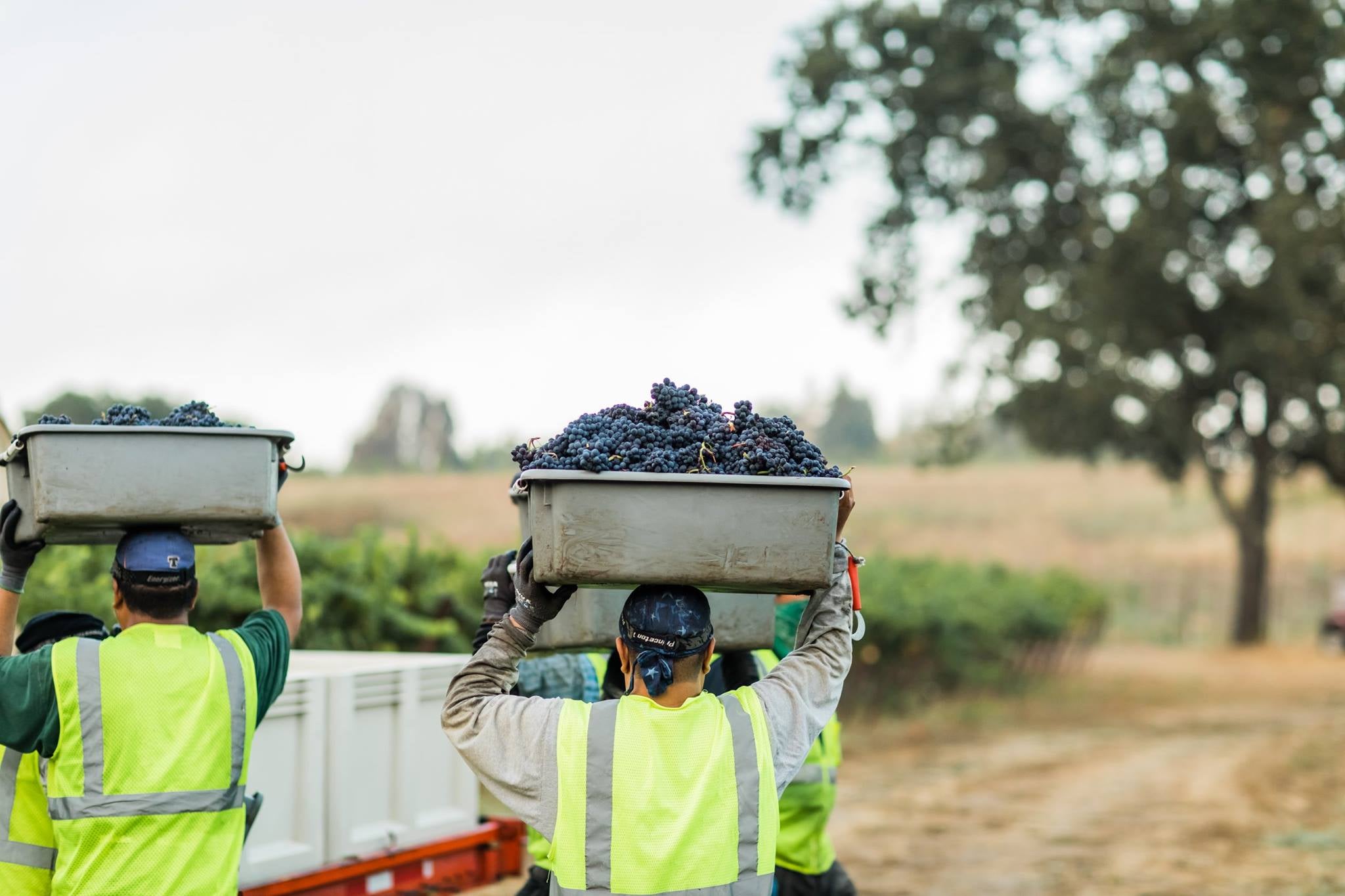 Silver Oak Cabernet Sauvignon Napa Valley 2017 シルバー オーク