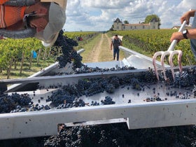 Chateau de Pez 2017 | Mali's Wine Cellar