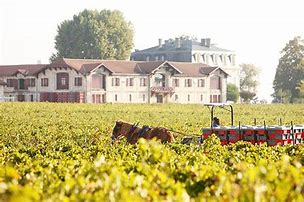 Chateau Pontet Canet 2019 シャトー ポンテ カネ 2019 | Mali's Wine